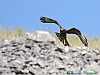 Uccelli accipitriformi 21-Falco pecchiaiolo.jpg